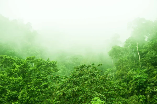 Bosque lluvioso en la mañana brumosa — Foto de Stock