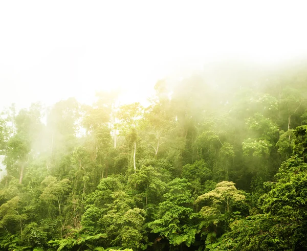 Green forest in fog — Stock Photo, Image