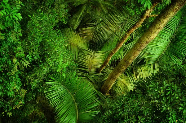 Bosque tropical denso desde arriba —  Fotos de Stock