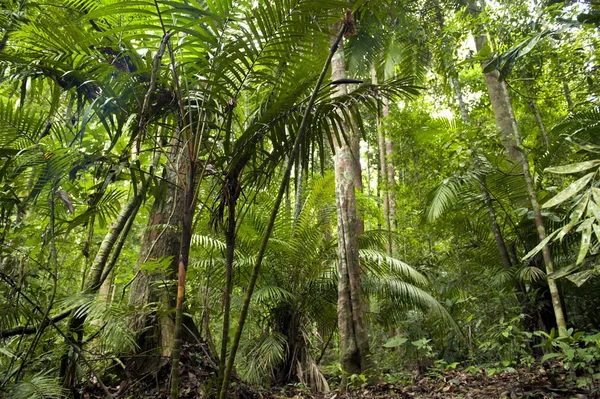 熱帯の緑の森の風景 — ストック写真