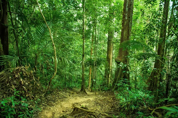 Tropisch regenwoud landschap met pad — Stockfoto