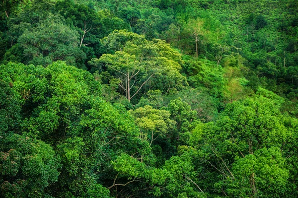 Vista tropicale foresta verde — Foto Stock