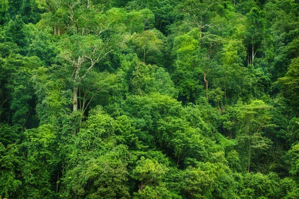 Vista para a floresta tropical — Fotografia de Stock