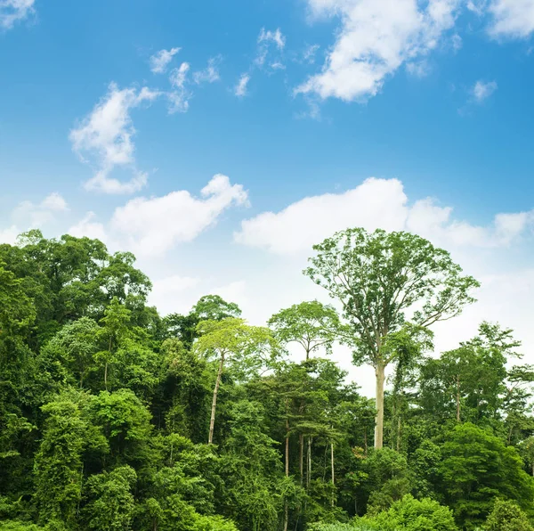 Paesaggio tropicale della foresta pluviale con cielo blu — Foto Stock