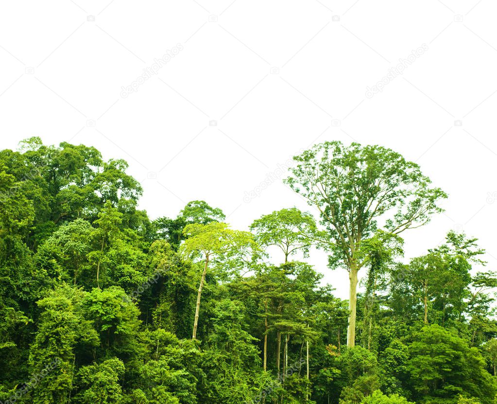Tropical rainforest landscape isolated