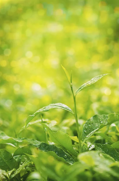 Te planta på nära håll — Stockfoto