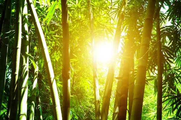 Floresta de bambu e luz solar — Fotografia de Stock