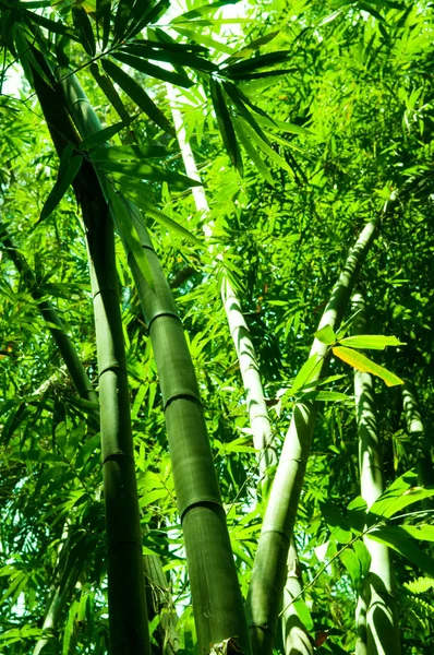 Bamboe bos verticale weergave — Stockfoto