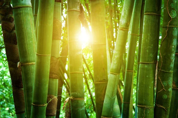 Asijské bambusové lesy a sluneční světlo — Stock fotografie