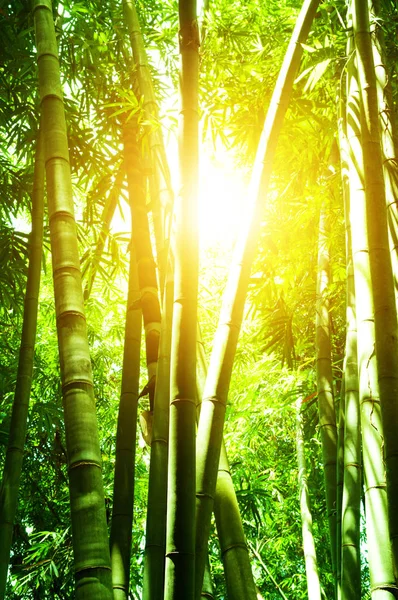 Азиатский бамбуковый лес и солнечная вспышка — стоковое фото