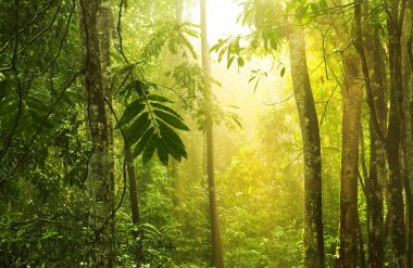 Günışığı ile tropikal yeşil orman