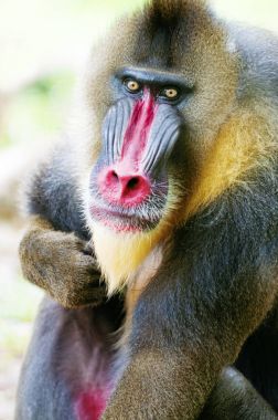 Mandrill'di alfa erkek maymun