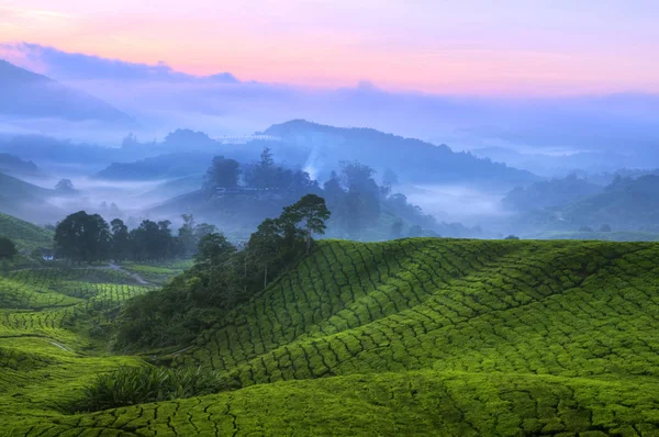 Čajové plantáže Malajsie — Stock fotografie