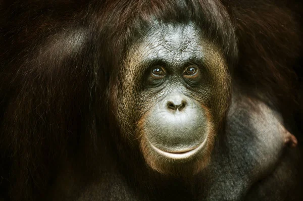 Orang utan portrait — Stock Photo, Image