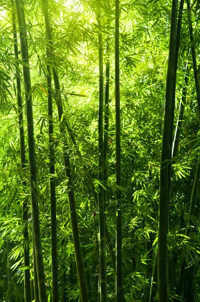 Bambu ağacı orman — Stok fotoğraf