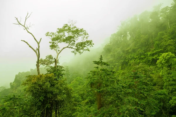 Ομιχλώδες δάσος πράσινο — Φωτογραφία Αρχείου