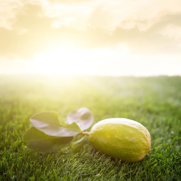 Verse biologische citroen met zonlicht — Stockfoto