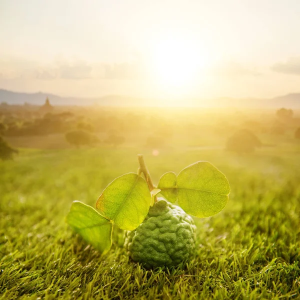 Bio-Kaffir-Linde auf grünem Rasen mit Sonnenaufgang — Stockfoto