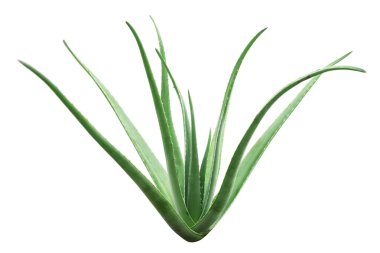 aloe vera bitkisi izole edildi