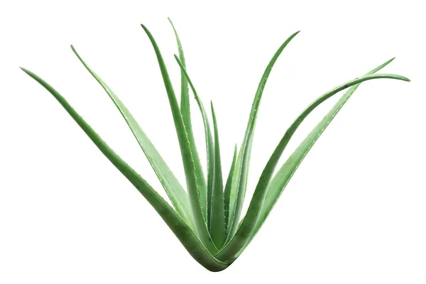 Aloe vera anläggning isolerad — Stockfoto