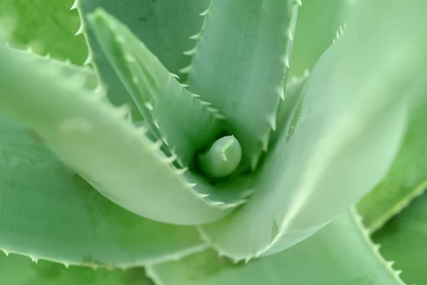 Aloe Vera Pflanze aus nächster Nähe — Stockfoto