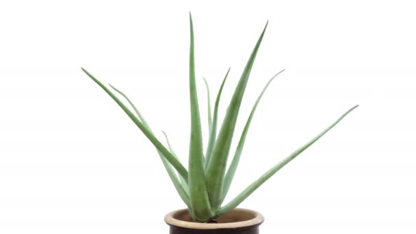 Aloe Vera Plant Rotated Natural Organic Renewal Cosmetics Alternative Medicine — Stock Video