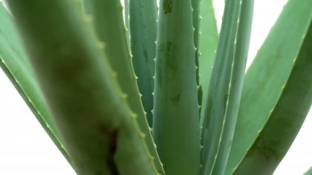 Roślina Aloe Vera Obracana Naturalne Organiczne Kosmetyki Odnawiające Medycyna Alternatywna — Wideo stockowe