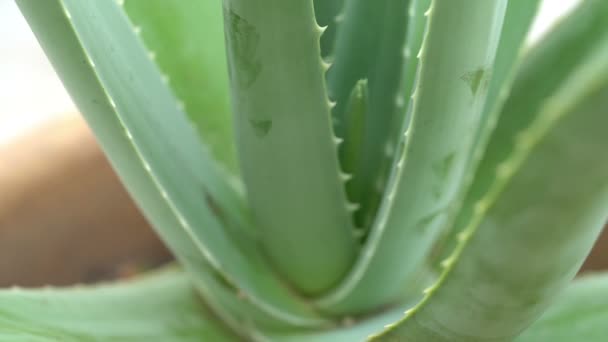 Aloe Vera Pflanze Gedreht Natürliche Organische Erneuerung Kosmetik Alternative Medizin — Stockvideo