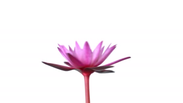 Фіолетова Квітка Лілії Обертається Водяне Обертання Ізольовано Білому Тлі Відео — стокове відео