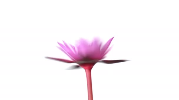 Πορφυρό Λουλούδι Νούφαρο Περιστρέφεται Περιστροφή Νούφαρου Που Απομονώνεται Λευκό Φόντο — Αρχείο Βίντεο