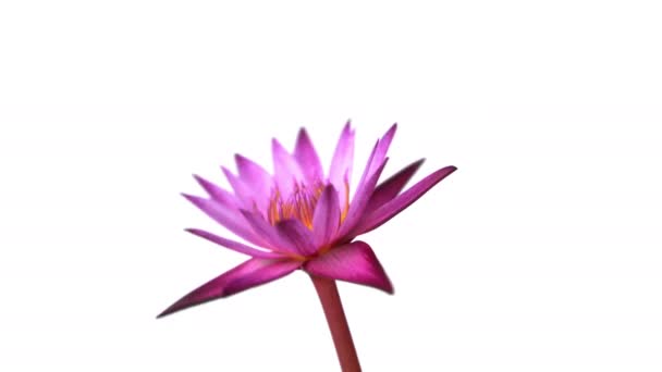 A lila liliom virág forog. Vízililiom forgatás elszigetelt fehér háttérrel. 4k videó.