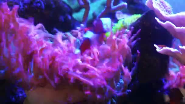 海水水族馆内的海葵 珊瑚礁和小丑鱼的时间 — 图库视频影像