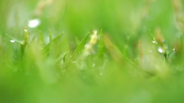 Close Groen Gras Met Regendruppels Achtergrond — Stockvideo