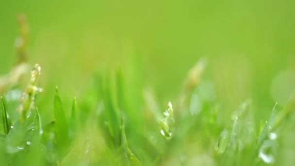 Gros plan herbe verte avec gouttes de pluie fond .