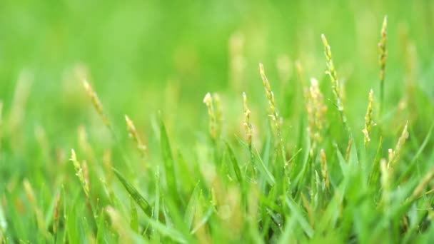 Gros plan herbe verte avec gouttes de pluie fond .
