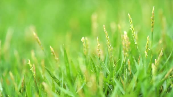 Close Groen Gras Met Regendruppels Achtergrond — Stockvideo