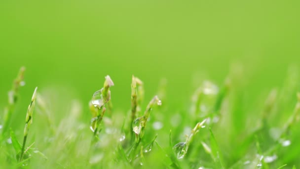 Close Green Grass Rain Drops Background — Stock Video