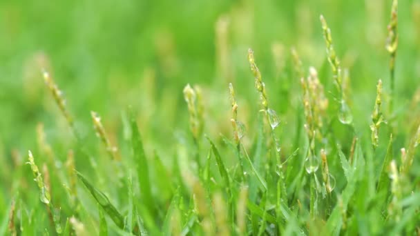 Närbild Grönt Gräs Med Regn Droppar Bakgrund — Stockvideo