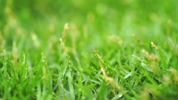 雨で緑の草を閉じる背景をドロップ — ストック動画