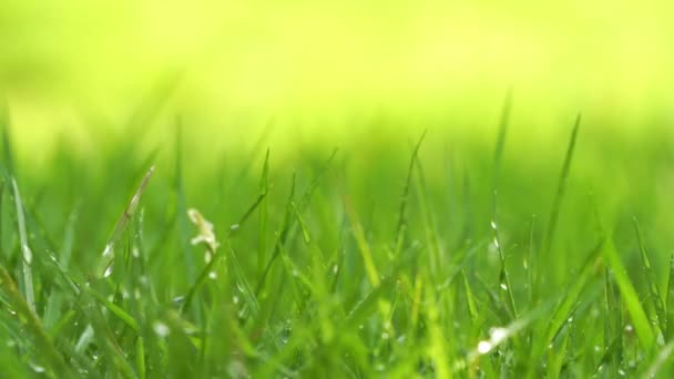 Närbild Grönt Gräs Med Regn Droppar Bakgrund — Stockvideo