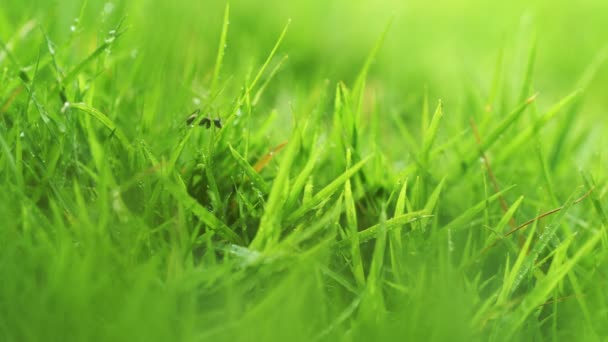 Gros plan herbe verte avec fond de fourmis .