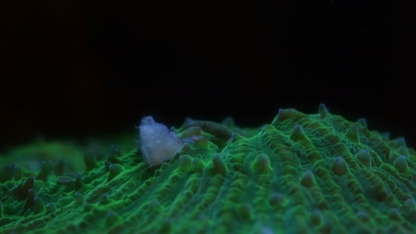 プレートサンゴの餌 口の中で閉じる 4Kのタイムラプス — ストック動画