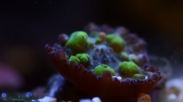 Närbild Grön Studsa Rhodactis Svamp Korall Tid Förflutit — Stockvideo