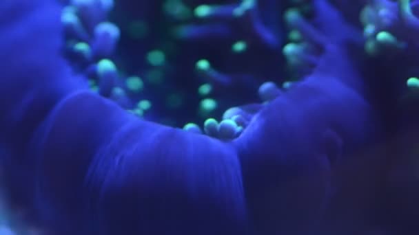 Close Polyps Green Hairy Mushroom Coral Time Lapse Video — Stock Video