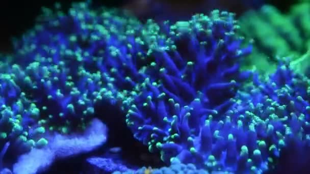 Cerca Los Pólipos Verde Hongo Peludo Coral Timelapse Video — Vídeo de stock