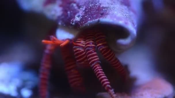 Hermit Crab Moving Underwater Time Lapse Close Video — 图库视频影像