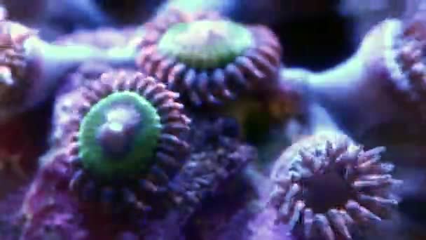 Gros plan rose krakatoa zoa ouverture 4k laps de temps 