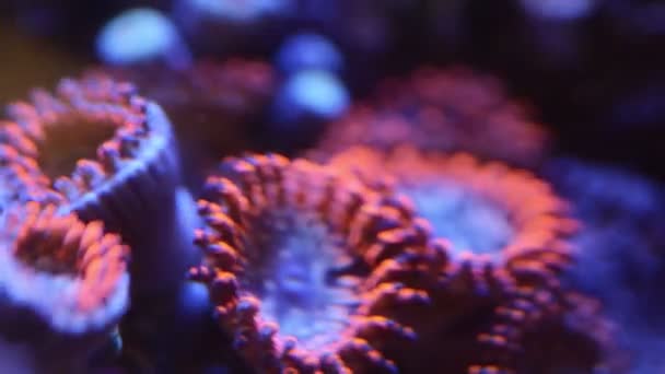 Primer Plano Caos Zoa Corales Timelapse — Vídeo de stock