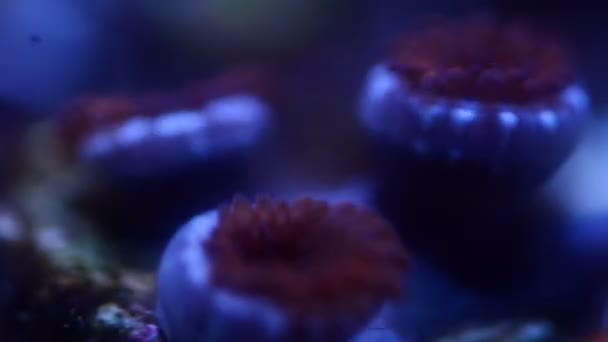 Primer Plano Personas Rojas Comer Zoa Coral Movimiento Time Lapse — Vídeos de Stock