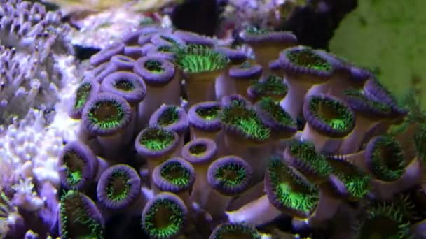 Polyp Zoa Botón Corales Cerrar Abrir Timelapse Material Archivo — Vídeo de stock